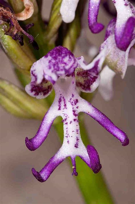 The Botanical Features of Lix Magical Orchis